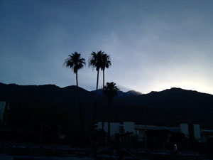 view of palm trees from the ace hotel pool