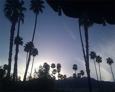 palm springs palm trees